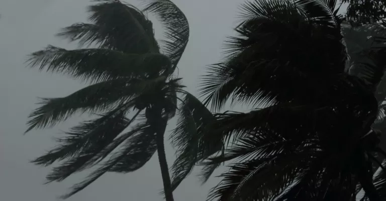 palmeras en un huracán